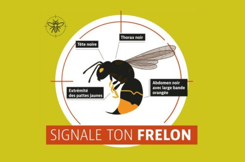 Frelons asiatiques