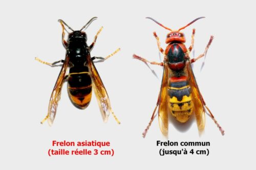 Frelons Asiatiques