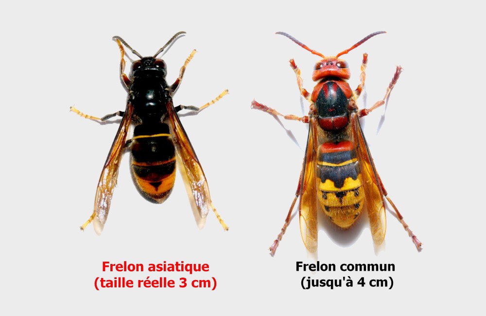Frelons Asiatiques